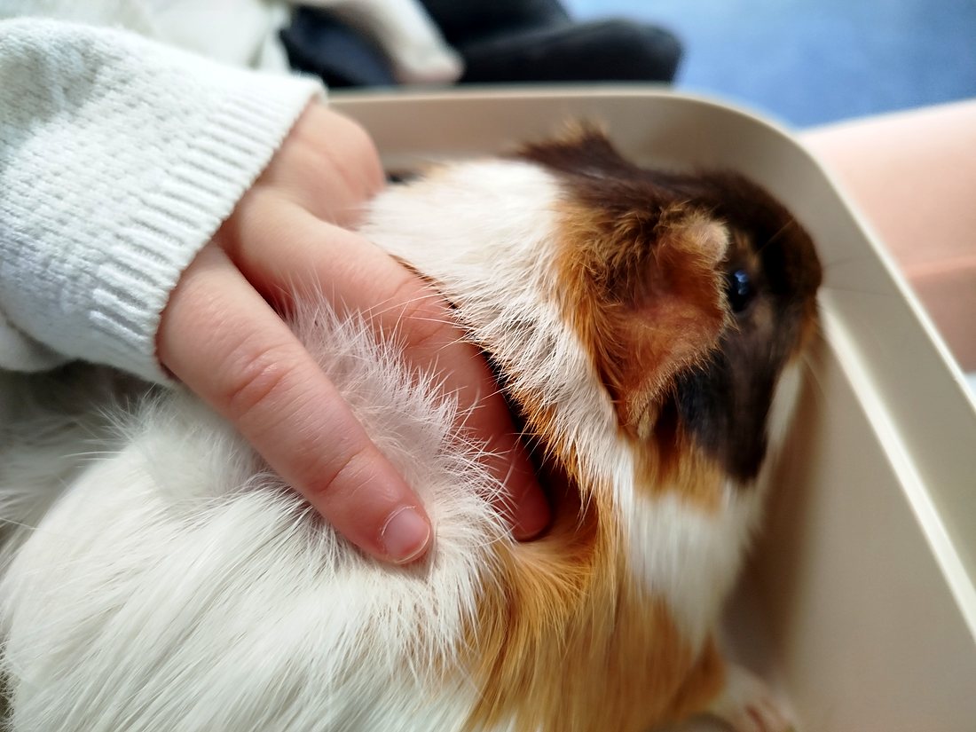 Un cochon d'Inde tenu délicatement dans les mains