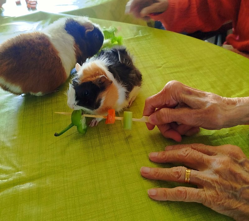 Cochons d'Inde nourris à la main pendant un atelier