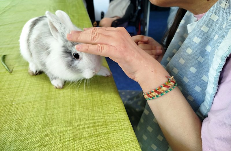 Un lapin caressé par une résidente